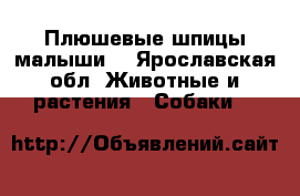 Плюшевые шпицы малыши. - Ярославская обл. Животные и растения » Собаки   